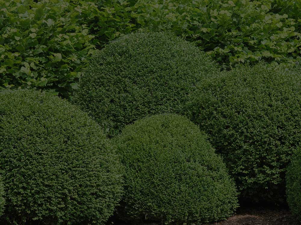 Cleveland Shrubs and Hedges